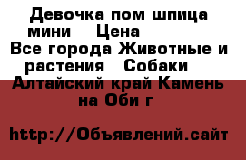 Девочка пом шпица мини  › Цена ­ 30 000 - Все города Животные и растения » Собаки   . Алтайский край,Камень-на-Оби г.